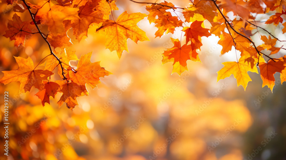 Yellow maple leaves against the background of a blurred beautiful autumn park. Design template for wallpapers, backdrops and autumn backgrounds with copyspace Yellow maple leaves against the background of a blurred beautiful autumn park. Design template for wallpapers, backdrops and autumn backgrounds with copyspace