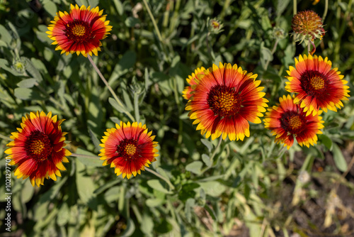 red and yellow flowers