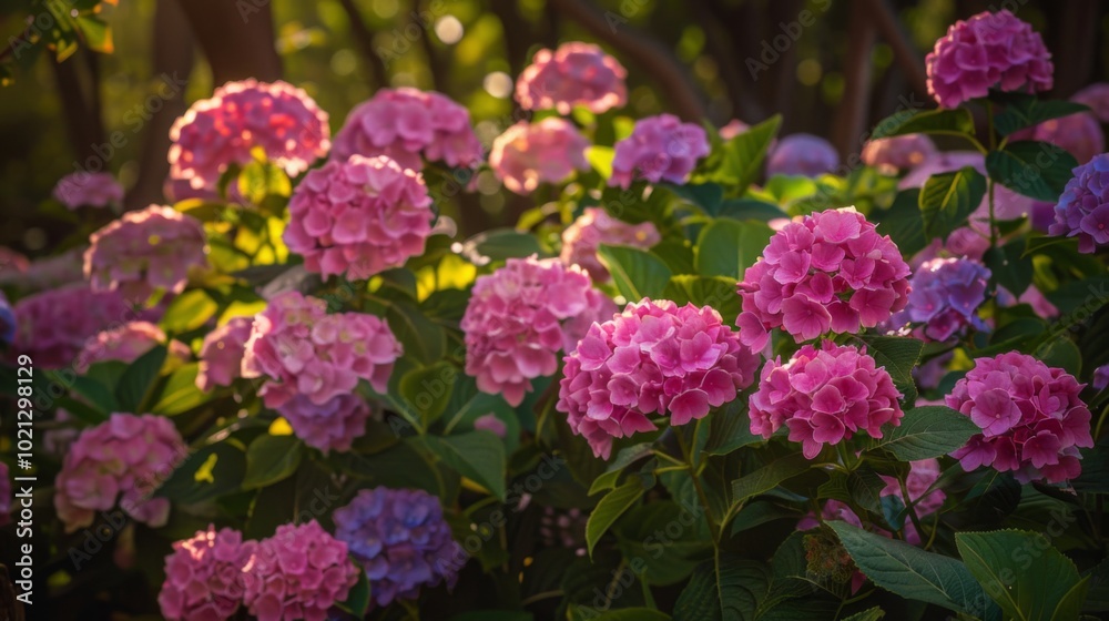 Pink Hydrangea Flowers Blooming in Summer Garden Pink Hydrangea Flowers Blooming in Summer Garden