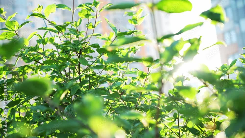 Lush green leaves illuminated by sunlight in an urban setting, with soft focus and city backdrop Lush green leaves illuminated by sunlight in an urban setting, with soft focus and city backdrop