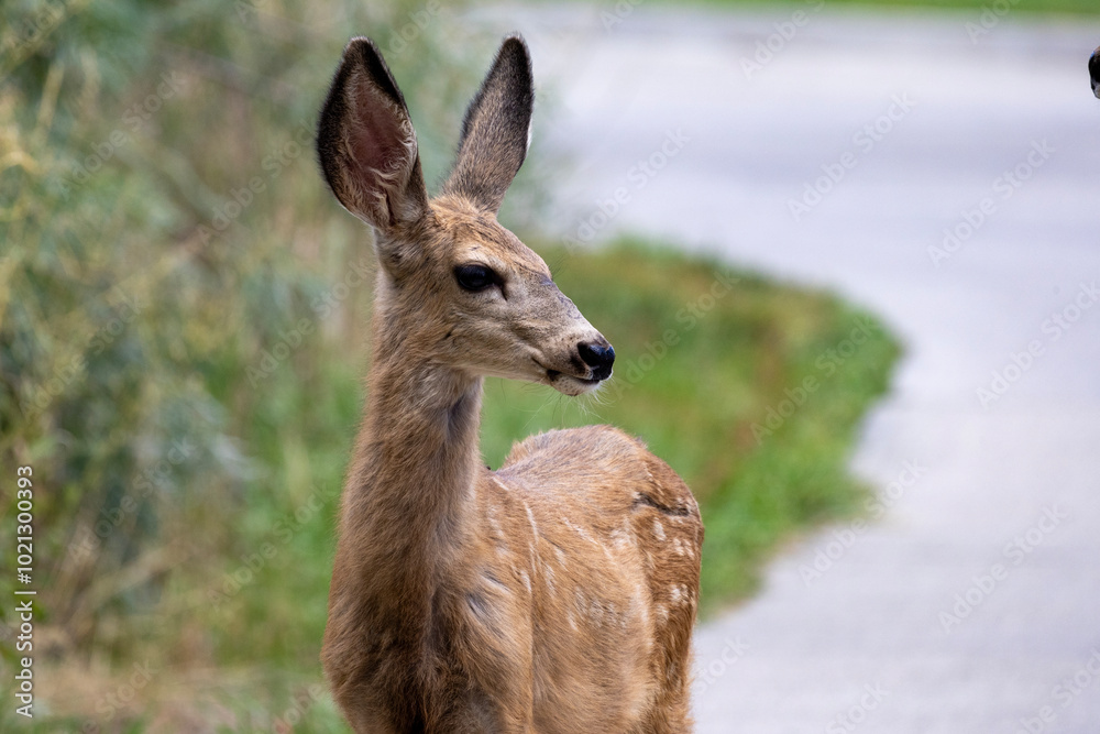deer in the woods deer in the woods