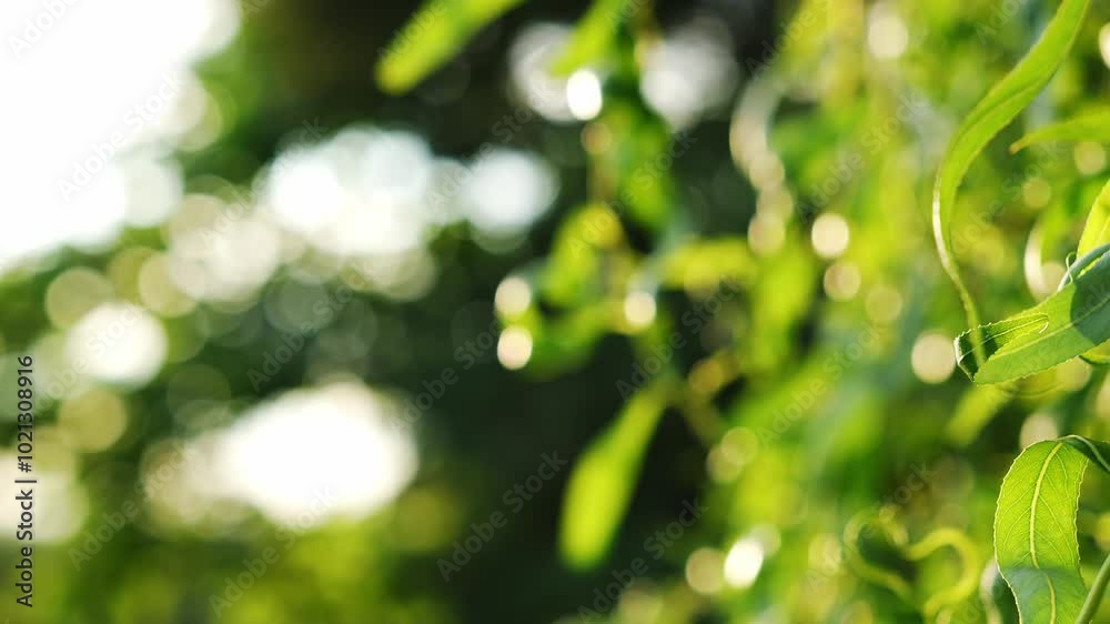 Sunlit green leaves with a soft bokeh background in nature Sunlit green leaves with a soft bokeh background in nature