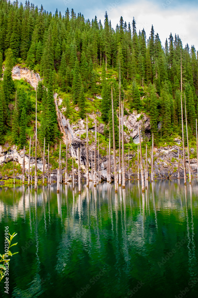 Obraz premium Sunken forest of Lake Kaindy in Kazakhstan. Beautiful mountain natural landscape. A blue lake with tree trunks sticking out of it. Panoramic view of the reserve.