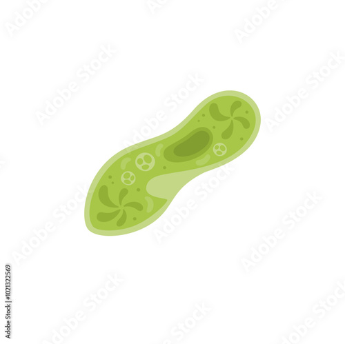 Paramecium Caudatum Illustration