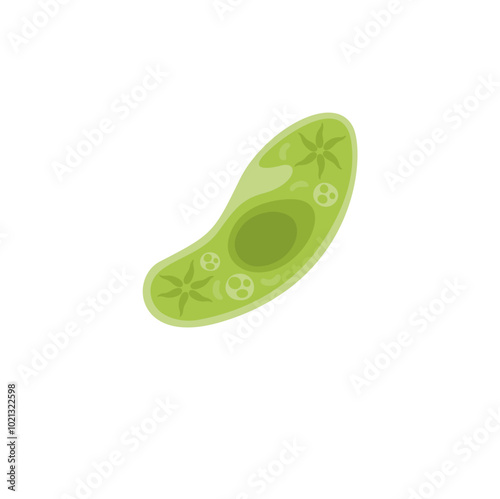 Paramecium Caudatum Illustration