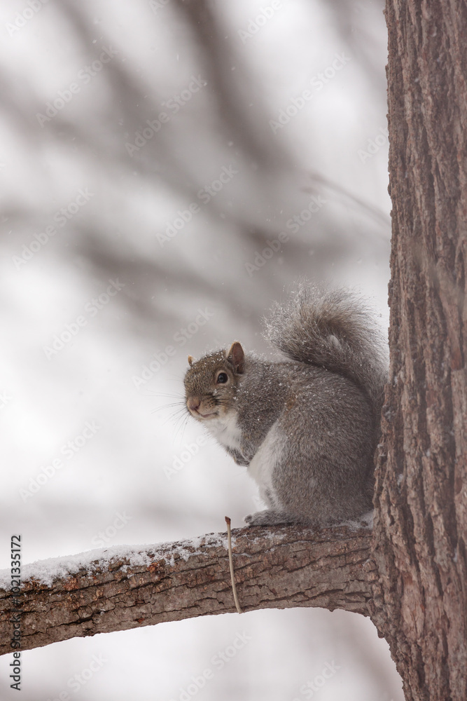 Fototapeta premium Gray squirrel seeks protection from the large basswood tree during a December Wisconsin snow fall.