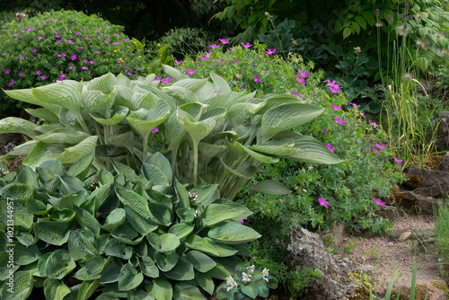 Hosta plant bushes of the Sieboldiana Elegance variety with flowers in a luxurious garden