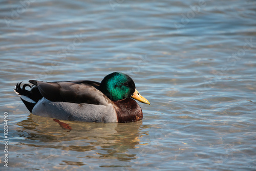 Male mallard swims casually in the shallow harbor water at Port Washington, Wisconsin in early March photo