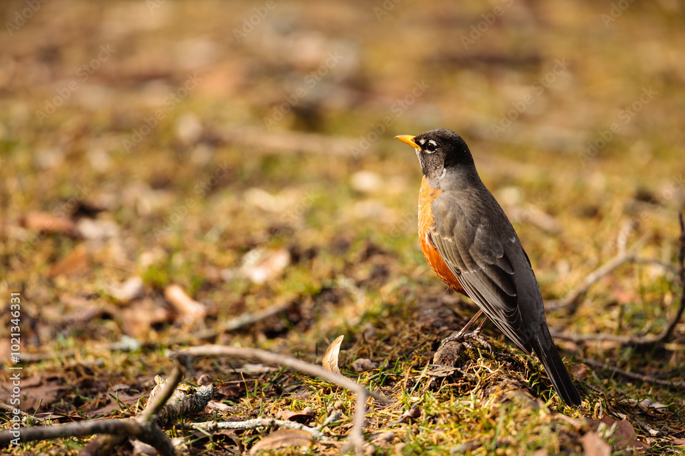 Early arrival Robin in late winter, searching for food in the local park Early arrival Robin in late winter, searching for food in the local park