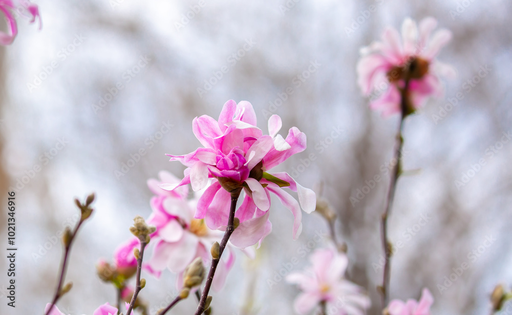 Blooming magnolia in spring. Beautiful buds of pink flowers close-up with blurred space for text. Blooming magnolia in spring. Beautiful buds of pink flowers close-up with blurred space for text.