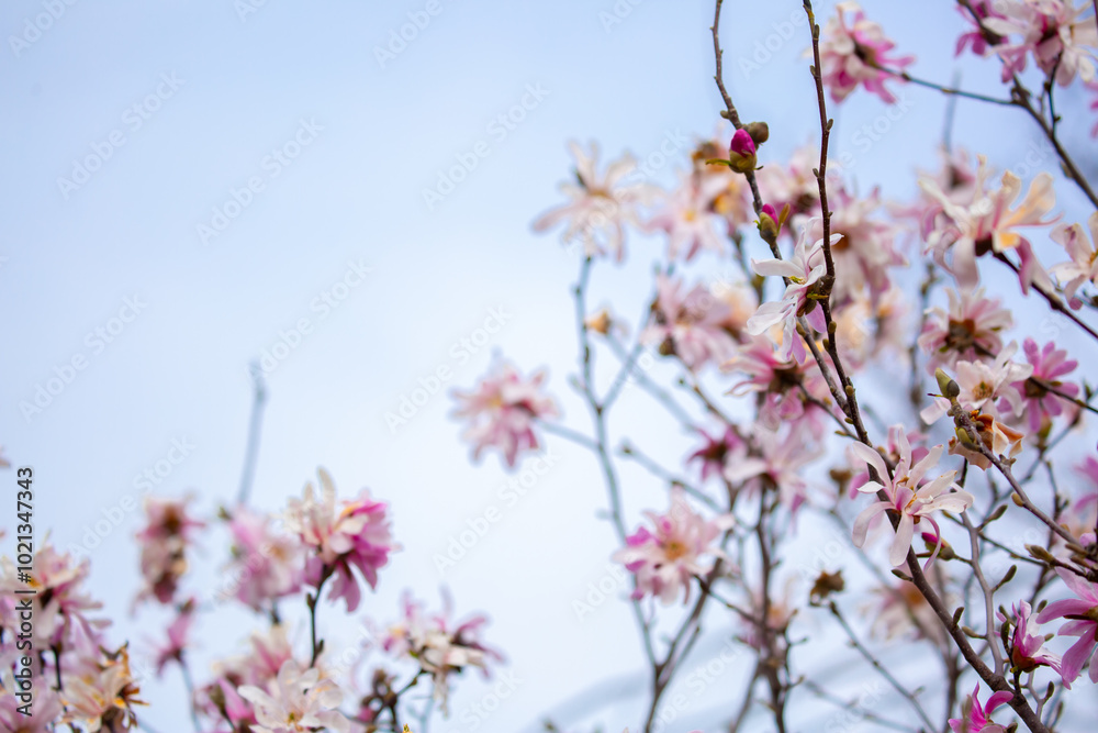 Blooming magnolia in spring. Beautiful buds of pink flowers close-up with blurred space for text. Blooming magnolia in spring. Beautiful buds of pink flowers close-up with blurred space for text.