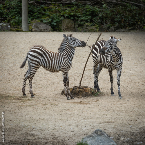 Zootiere im Erlebnis-Zoo Hannover