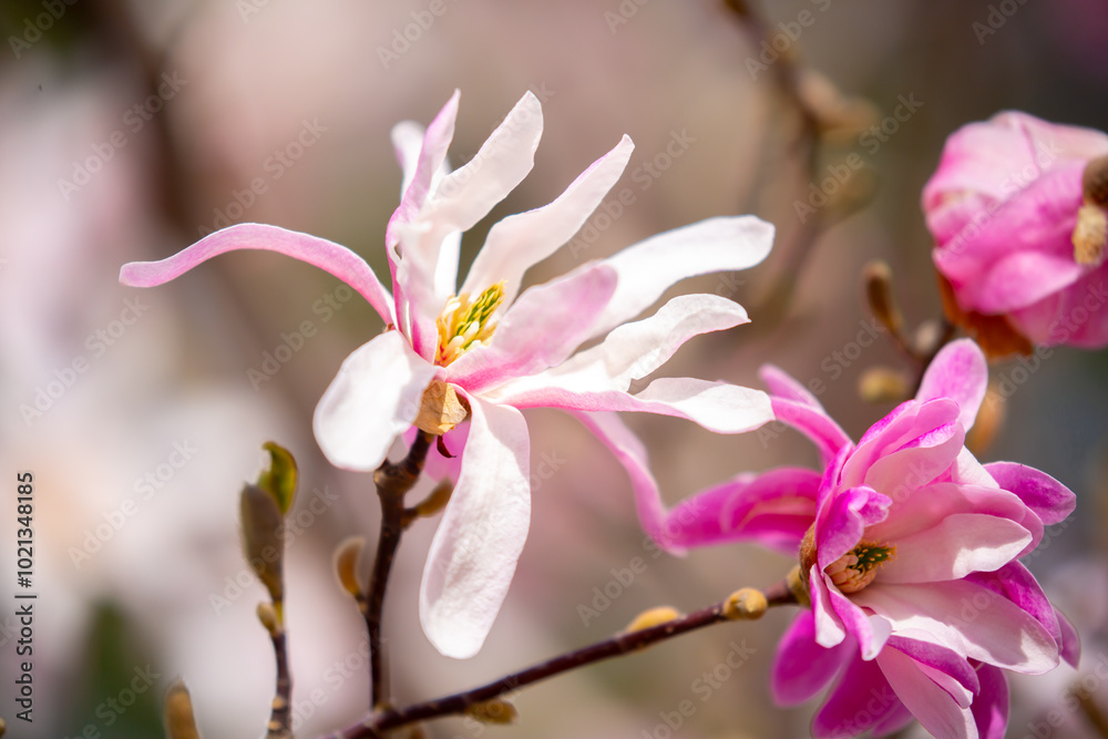 Fototapeta premium Blooming magnolia in spring. Beautiful buds of pink flowers close-up with blurred space for text.