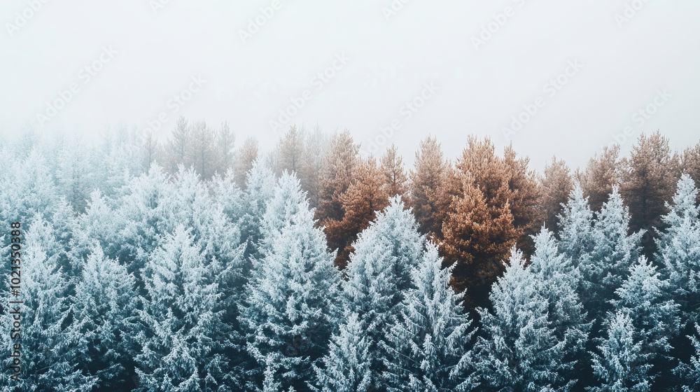 Serene and Beautiful Winter Forest Filled with Snow Covered Trees Surrounded by Nature Serene and Beautiful Winter Forest Filled with Snow Covered Trees Surrounded by Nature
