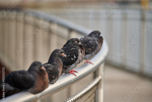 Pidgeons sitting on a rail in Copenhagen, Denmark photo