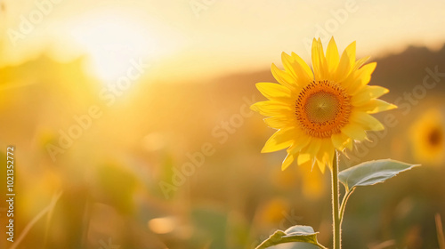 Single Sunflower Blooms in Golden Sunset Light