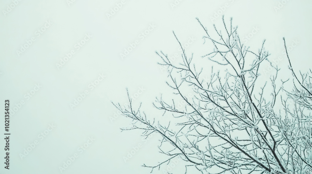 Obraz premium The bare branches of winter trees stretch out elegantly against the pale, overcast sky above