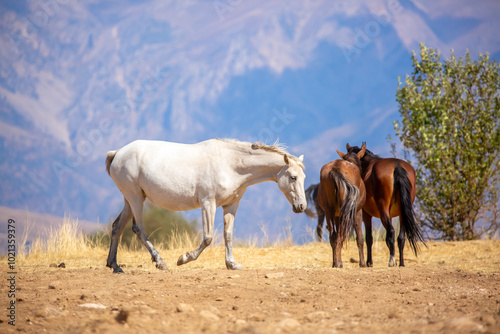 A herd of horses graze in the meadow in summer, eat grass, walk and frolic. Pregnant horses and foals, livestock breeding concept.
