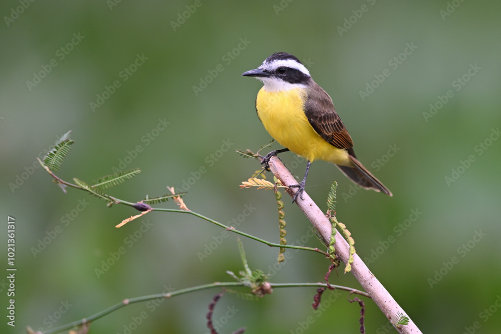 Lesser Kiskadee Perched on Branch Lesser Kiskadee Perched on Branch
