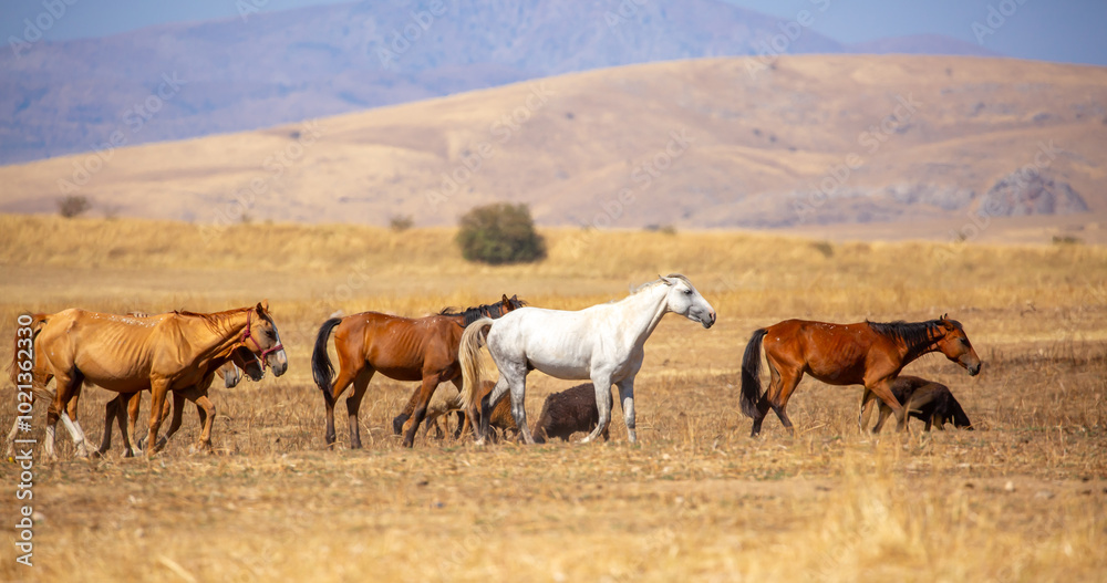 A herd of horses graze in the meadow in summer, eat grass, walk and frolic. Pregnant horses and foals, livestock breeding concept. A herd of horses graze in the meadow in summer, eat grass, walk and frolic. Pregnant horses and foals, livestock breeding concept.