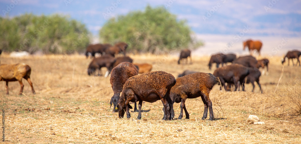 Rams and lambs graze in a meadow. Cattle grazing. A flock of rams walks across an autumn field in search of grass. sheep Rams and lambs graze in a meadow. Cattle grazing. A flock of rams walks across an autumn field in search of grass. sheep