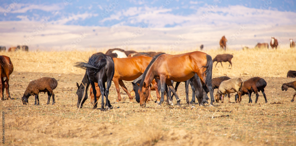 Rams and lambs graze in a meadow. Cattle grazing. A flock of rams walks across an autumn field in search of grass. sheep Rams and lambs graze in a meadow. Cattle grazing. A flock of rams walks across an autumn field in search of grass. sheep