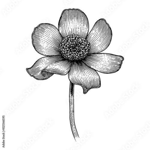 Detailed Black and White Outline Line Art Drawing of Anemone Flower in Vintage Style