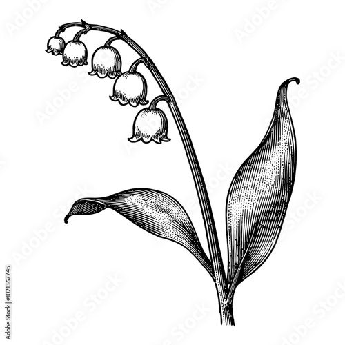 Black and White Outline Line Art Drawing of Lily of the Valley Flower with Detailed Leaves and Bell-Shaped Blooms