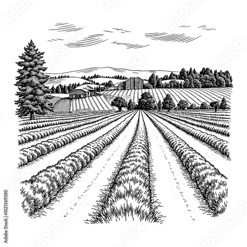 Beautiful Farm View Black and White Outline Line Art Drawing of Lavender Fields with Farm Buildings in the Background