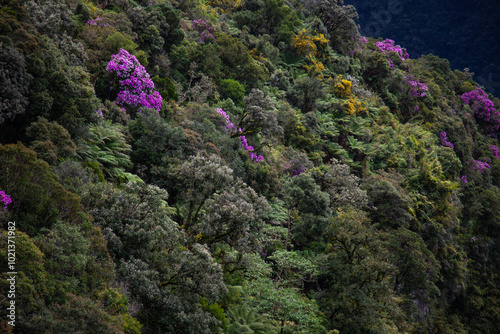 Atlantic Forest Brazil