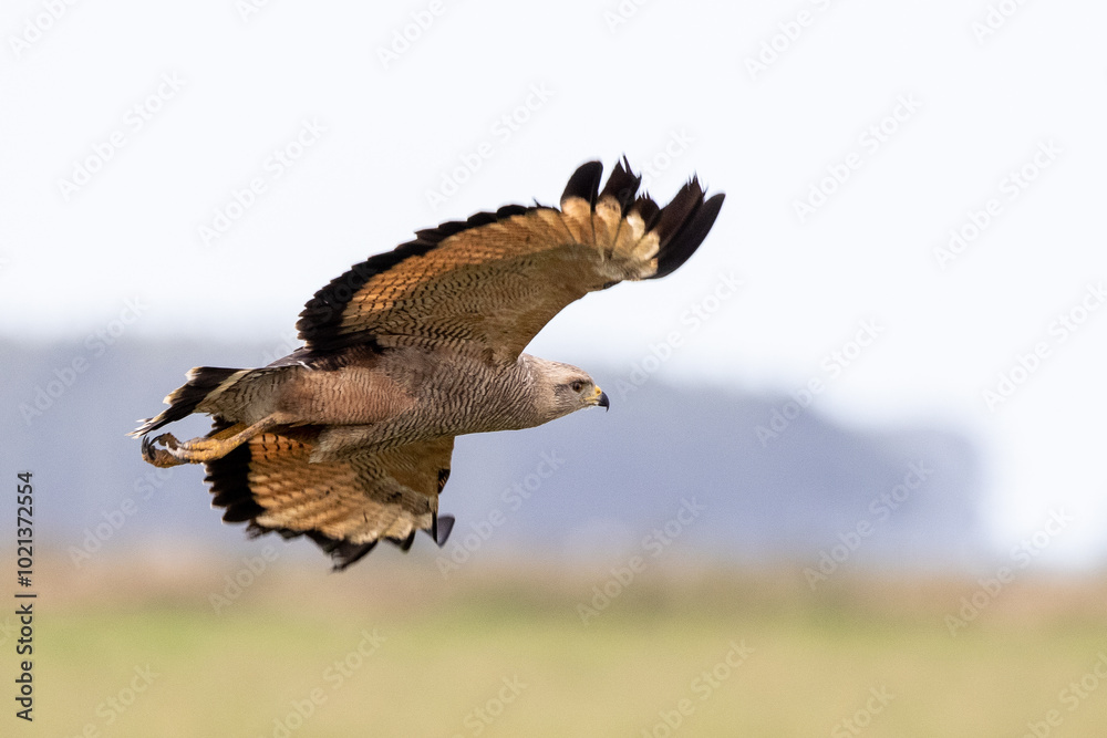 Fototapeta premium hawk in flight