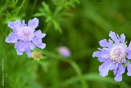 Scabiosa japonica in Kirigamine, Nagano, Japan photo