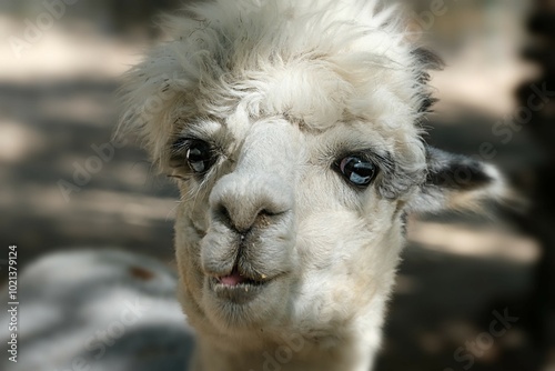  A blue-eyed alpaca at the Nizhny Novgorod Zoo. Russia