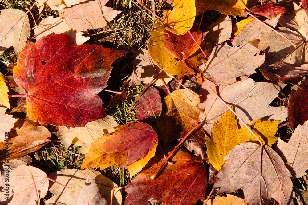Maple leaves accumulate along the grassy ground in early November within the Pike Lake Unit,Kettle Moraine State Forest, Hartford, Wisconsin. Maple leaves accumulate along the grassy ground in early November within the Pike Lake Unit,Kettle Moraine State Forest, Hartford, Wisconsin.