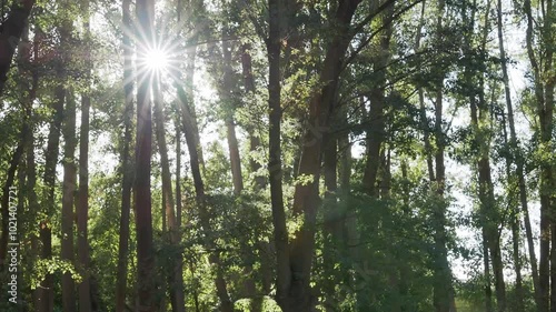 Trees swaying in the wind in a natural environment.