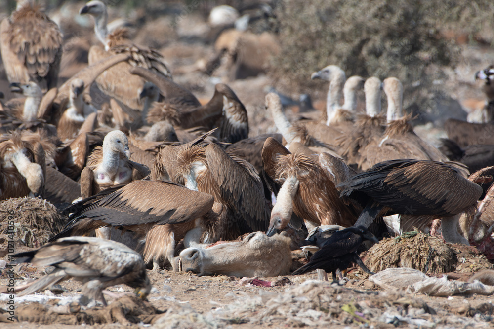 Fototapeta premium Eurasian griffon vulture or Gyps fulvus at Jorbeer in Rajasthan, India