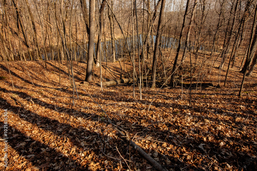 Looking through the forest shadows on a late March morning, within the Pike Lake Unit, Kettle Moraine State Forest, Hartford, Wisconsin. Looking through the forest shadows on a late March morning, within the Pike Lake Unit, Kettle Moraine State Forest, Hartford, Wisconsin.