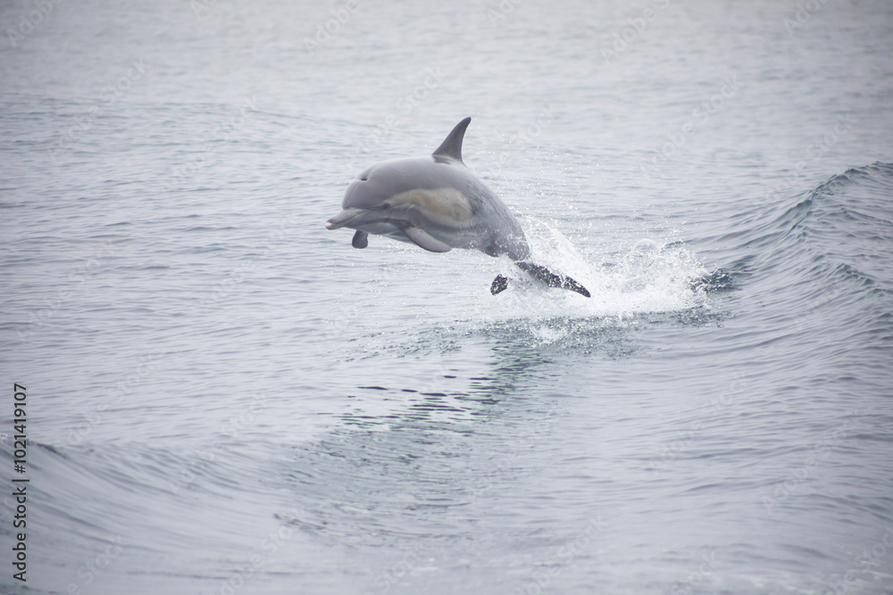 Naklejka premium dolphin jumping out of the water close up