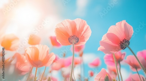 Vibrant Pink Poppies Sway Gently in the Breeze Under a Bright Blue Sky With Golden Sunlight Illuminating the Scene