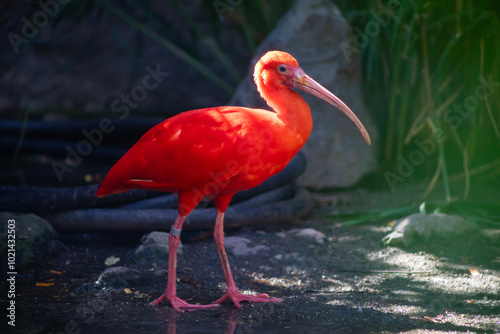 scarlet ibis close up side view