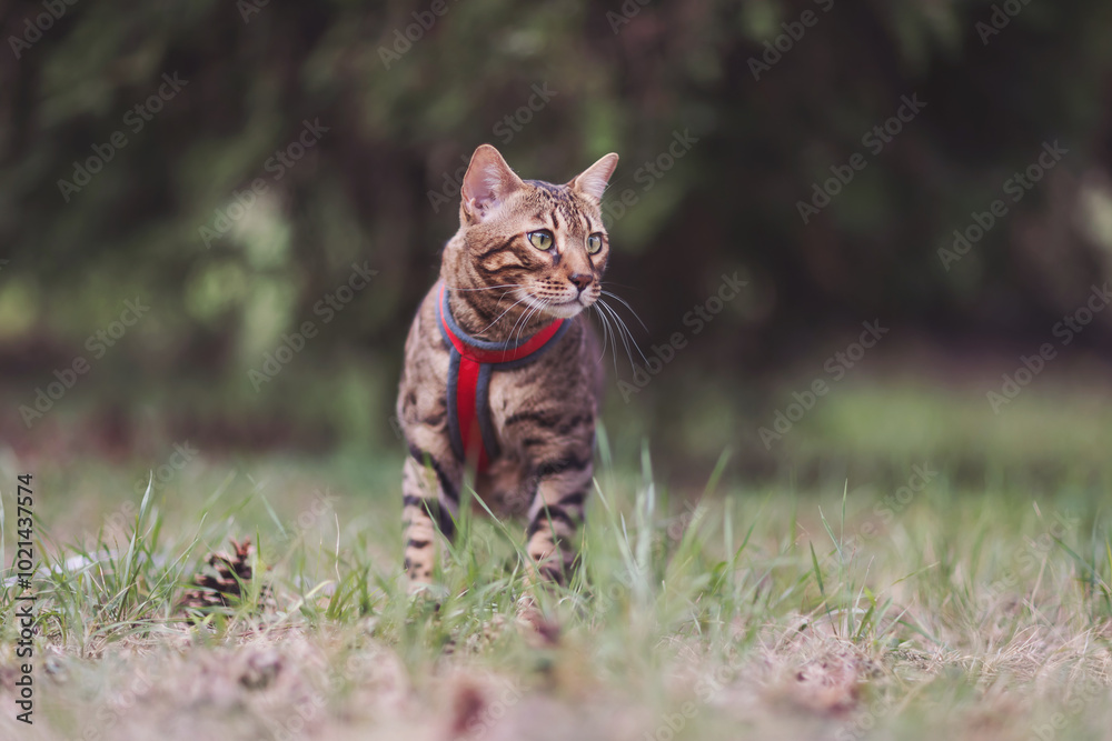 Beautiful bengal cat. Cute bengal cat walking on the grass outdoors with breast-band. cute pet cat hiding in tall grass in it's owners yard crouching and waiting. Pet care concept. Beautiful bengal cat. Cute bengal cat walking on the grass outdoors with breast-band. cute pet cat hiding in tall grass in it's owners yard crouching and waiting. Pet care concept.