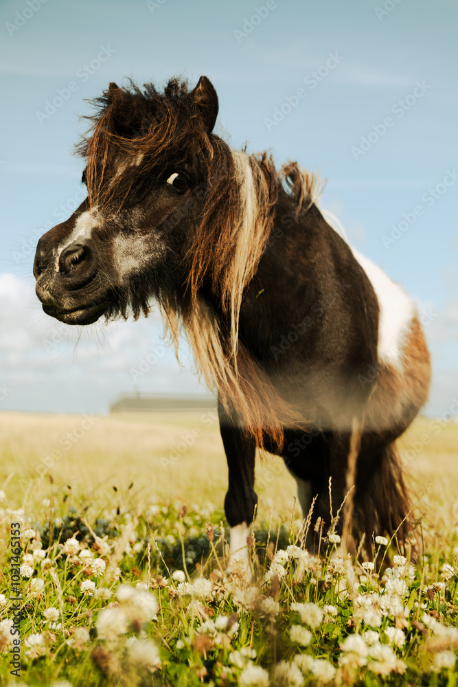 Fototapeta premium Cheval viking