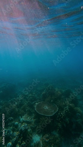 Wallpaper Mural Sun below the ocean, underwater scene with reef Torontodigital.ca