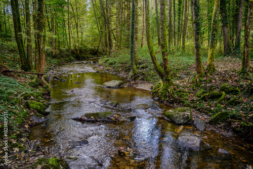 Ein kleiner Bach im Wald