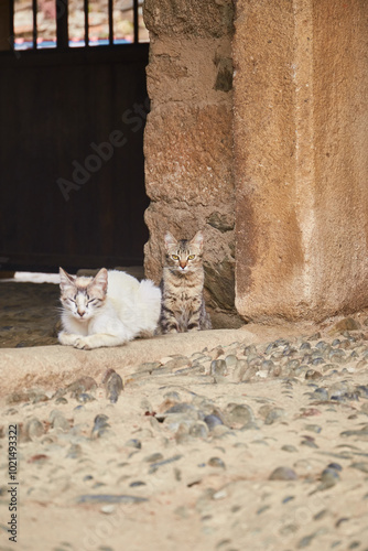 Gatitos