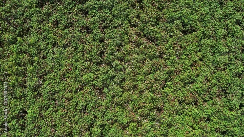Aerial View of Tractor Spraying Defoliant on Cotton Field