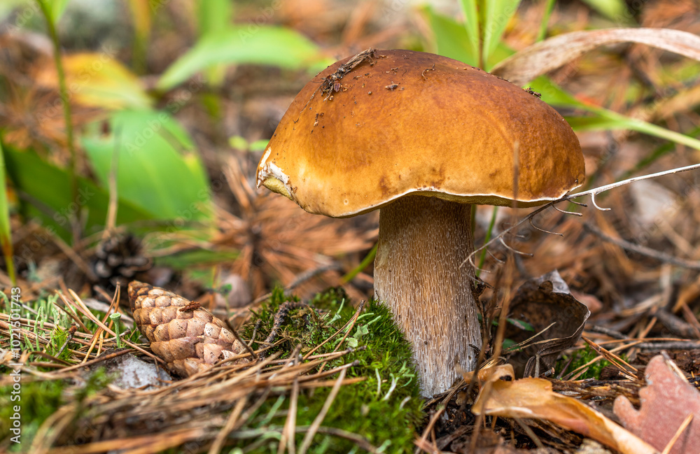 A large boletus mushroom with a yellow-brown cap and a thick stem grows among green moss, fallen pine needles, cones and lily-of-the-valley leaves. A large boletus mushroom with a yellow-brown cap and a thick stem grows among green moss, fallen pine needles, cones and lily-of-the-valley leaves.