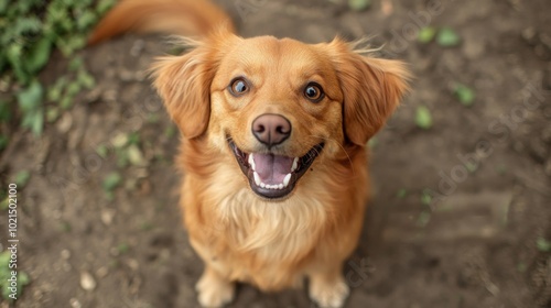 Happy Golden Dog Smiling Outdoors in Natural Setting