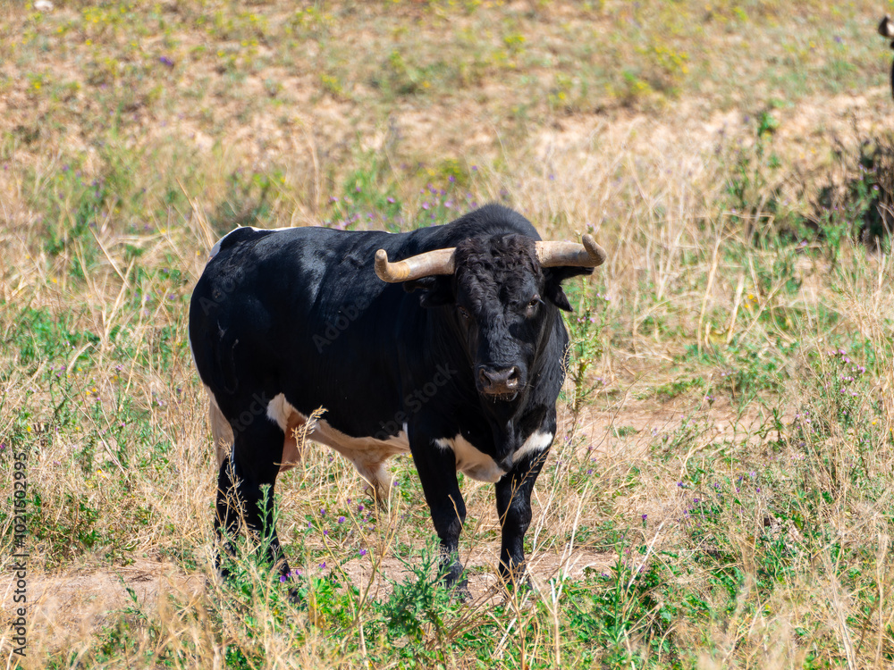 A black and white brave bull standing in a field grazing in the pasture A black and white brave bull standing in a field grazing in the pasture