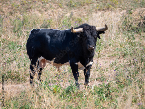 A black and white brave bull standing in a field grazing in the pasture photo